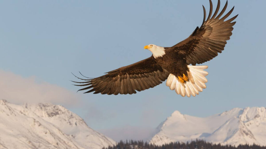 Esboço de pregação Isaías 40:31 águia voando simbolizando força e renovação espiritual