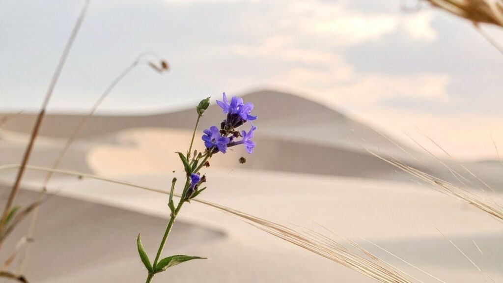 Florescendo no Meio do Deserto Esboço de pregação Isaías 35