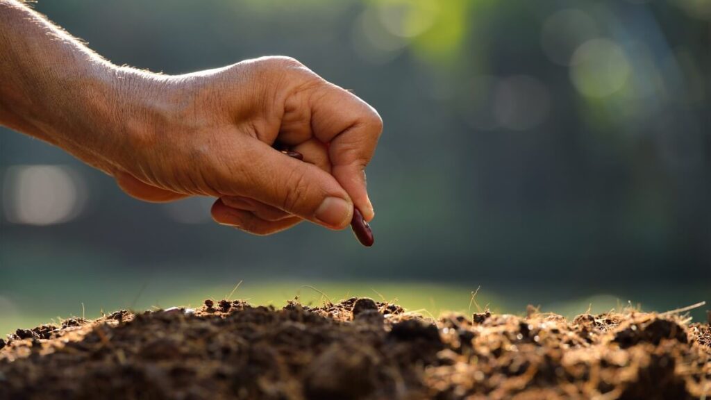 Que tipo de terra é o seu coração - Esboço sobre a parábola do semeador