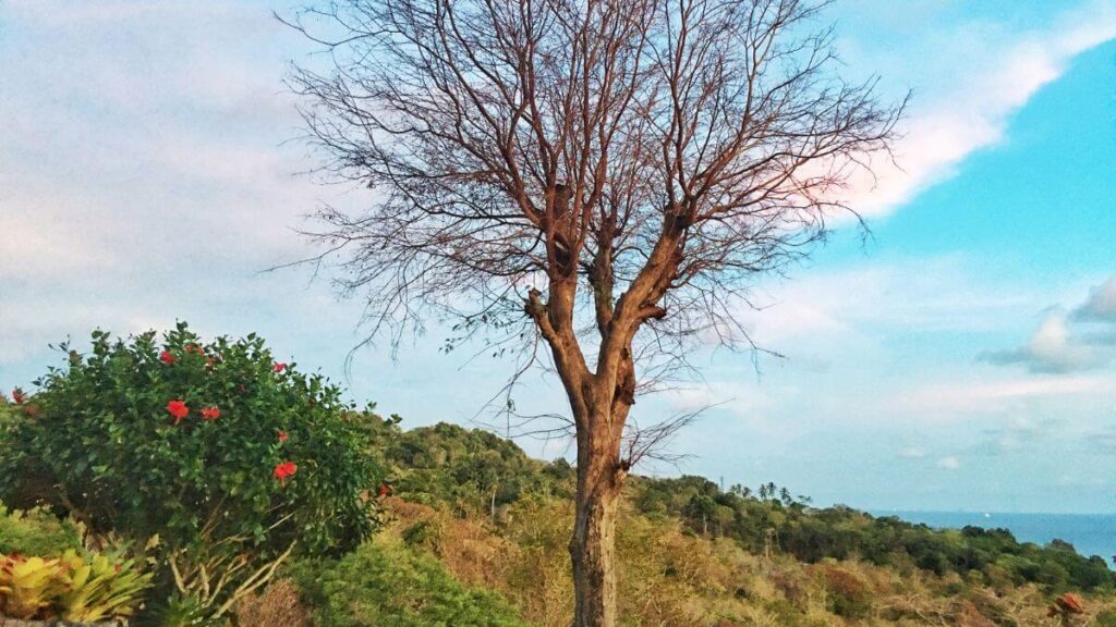 Esboço de pregação em Lucas 23-31 lições sobre o madeiro verde e o seco